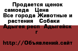 Продается щенок самоеда › Цена ­ 15 000 - Все города Животные и растения » Собаки   . Адыгея респ.,Адыгейск г.